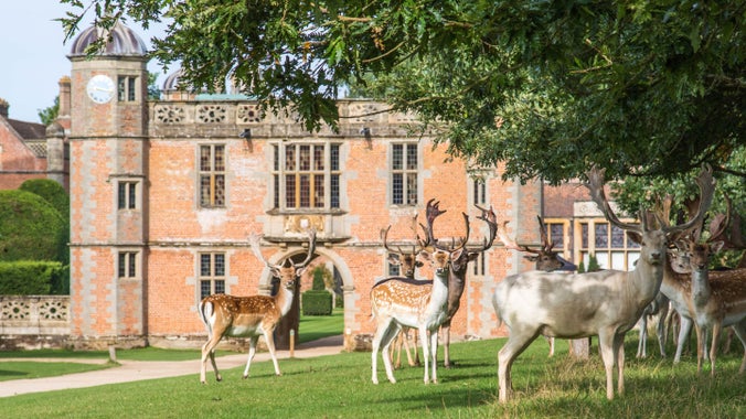 A group of male deer are looking at the camera in the foreground as they head into an avenue of trees. Behind them, framing the background is the Tudor gatehouse, a red bricked building with turrets and an archway you can walk under.